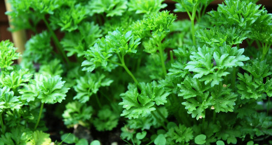Beauty Food Parsley