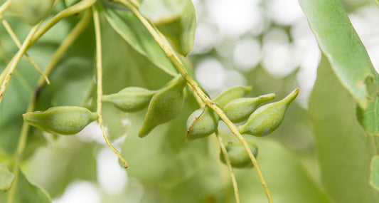 Beauty benefits of kakadu plum Beauty food glossary luk beautifood