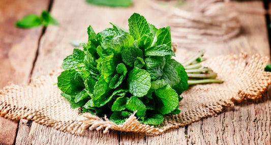 beauty benefits of mint beauty food mint luk beautifood